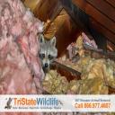 Raccoon Removal