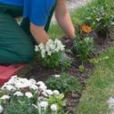Landscaper / Gardener