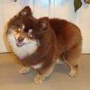 Pomeranian