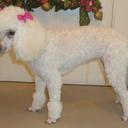 Miniature Poodle