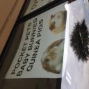Pets for sale in Frisco, TX