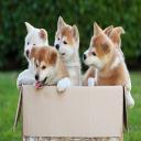 Dog training in Frisco, TX