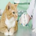 Affordable Vet Clinic, San Diego, CA