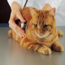 Animal Clinic, San Diego, CA