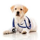 Animal Hospital, San Diego, CA