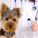 Pet Clinic, San Diego, CA