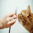 Pet Hospital, San Diego, CA