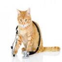 Vet Hospital, San Diego, CA