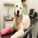 Vet, San Diego, CA