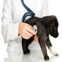 Veterinary Care, San Diego, CA