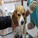 Veterinarian, San Diego, CA