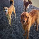 Dog Day Care, Seattle, WA