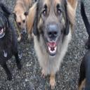 Dog Daycare, Seattle, WA