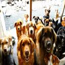 Doggy Day Care, Seattle, WA