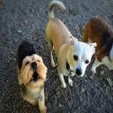 In-home Pet Care, Seattle, WA