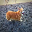 Pet Sitting, Seattle, WA