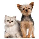 Eastern will allow you to bring it along, we are pet friendly.