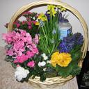 spring bulb garden