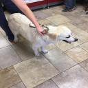 Pet Clinic Columbus, GA