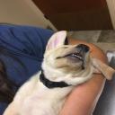 Veterinary Dental Services Columbus, GA