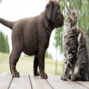 Pet Boarding in Wichita, KS
