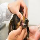 Pet Dental Care in Wichita, KS