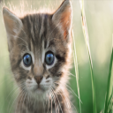 Pet Health in Wichita, KS
