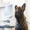 Pet Internal Medicine in Wichita, KS