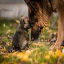 Puppy Care in Wichita, KS