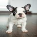 Puppy Exams in Wichita, KS