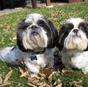 Shih Tzus