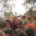 Drought Resistant