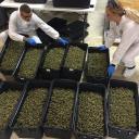 Marijuana pounds