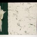 Green Fern photo album